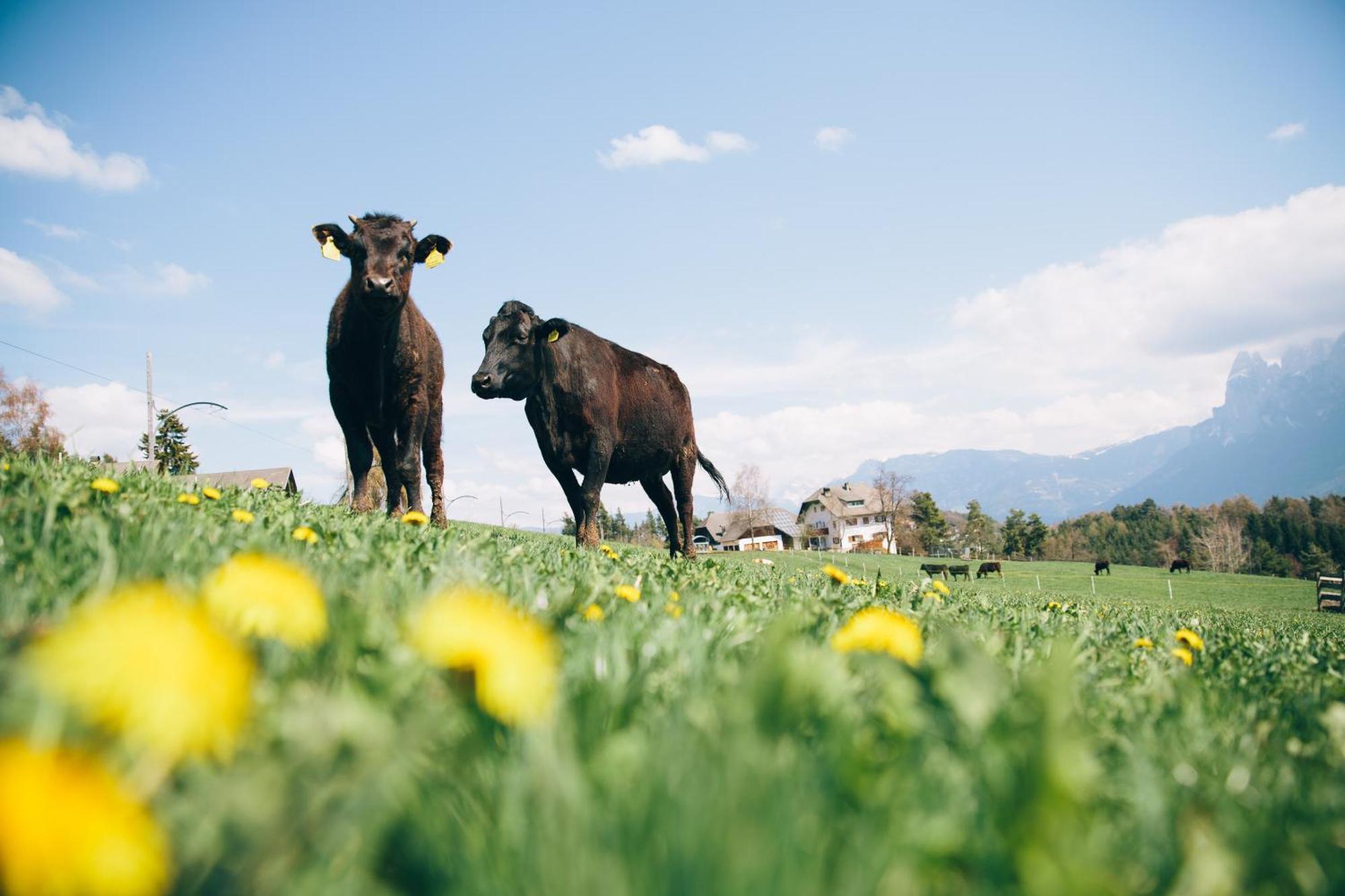 Alpin Farm Birke - Oberweidacherhof Collalbo Exterior photo